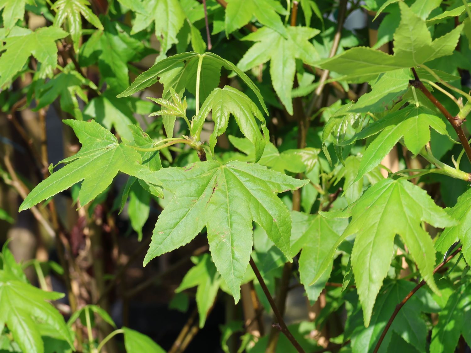 Amberbäume (Liquidambar) Infos & Pflanzen dieser Gattung