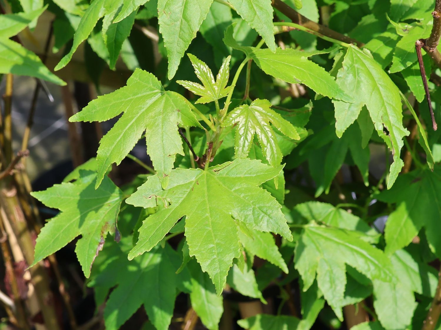 Amberbaum 'Autumn Color Globe' - Liquidambar styraciflua 'Autumn Color Globe'