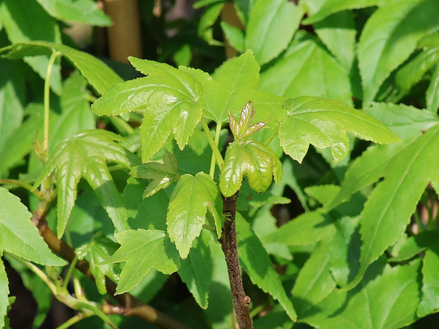 Amberbaum 'Autumn Color Globe' - Liquidambar styraciflua 'Autumn Color Globe'