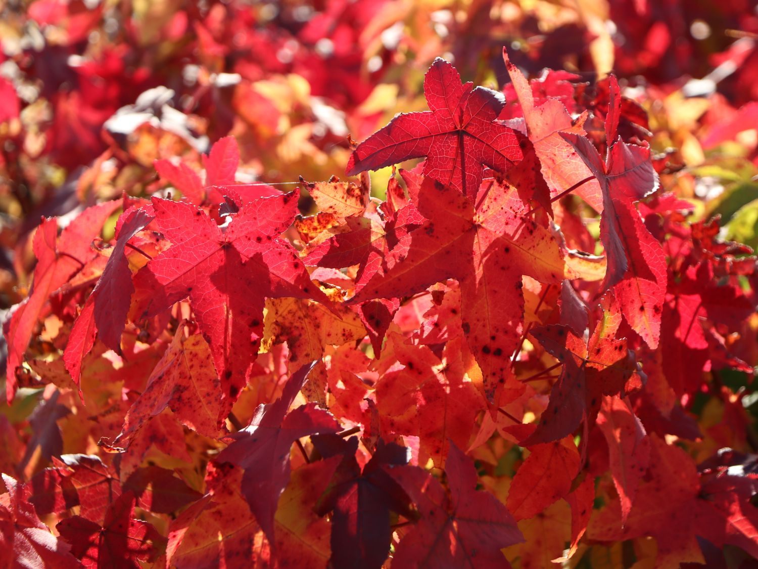 Amberbaum 'Gumball' Liquidambar styraciflua 'Gumball' Baumschule