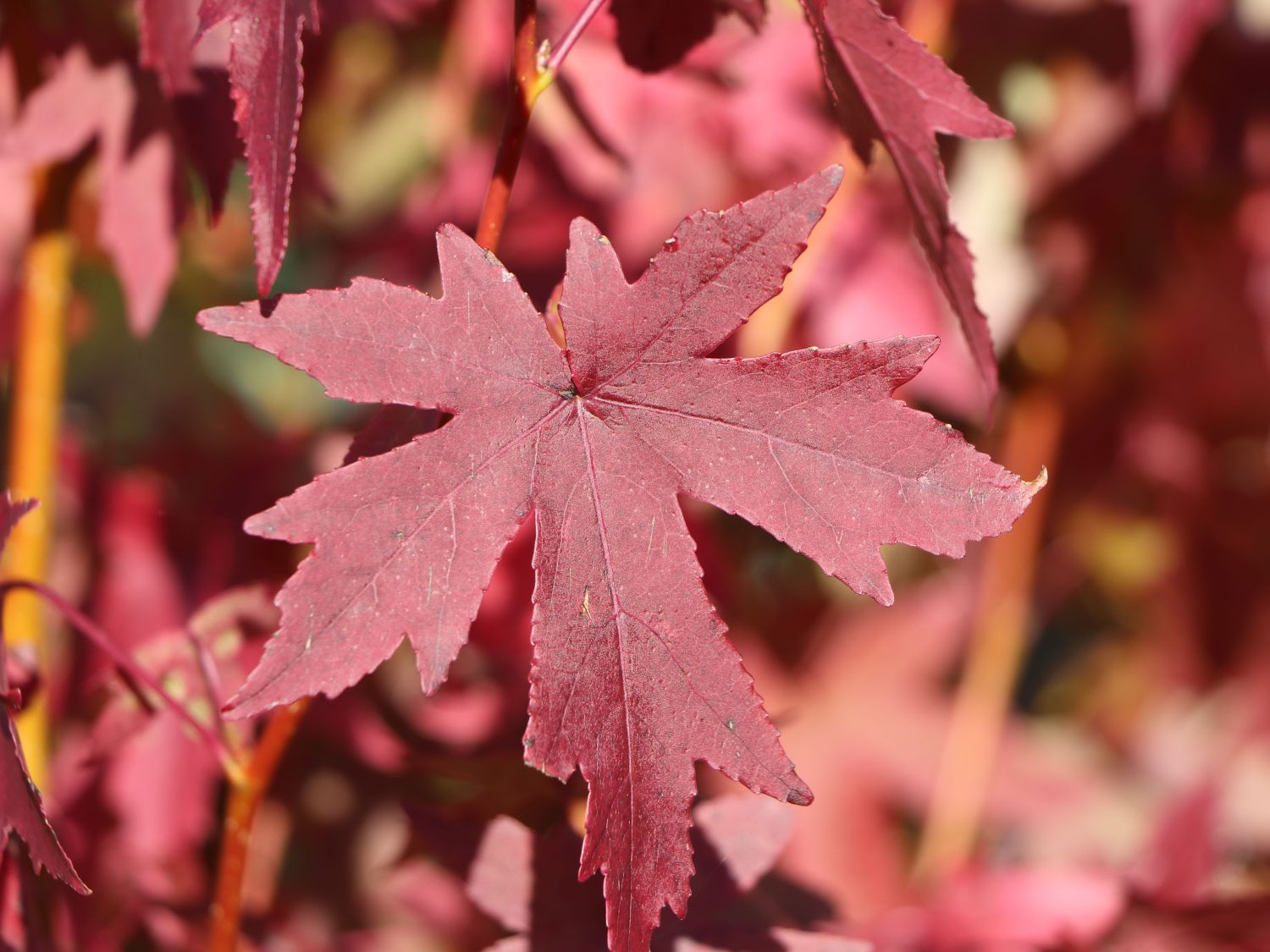Amberbaum 'Gumball' Liquidambar styraciflua 'Gumball' Baumschule