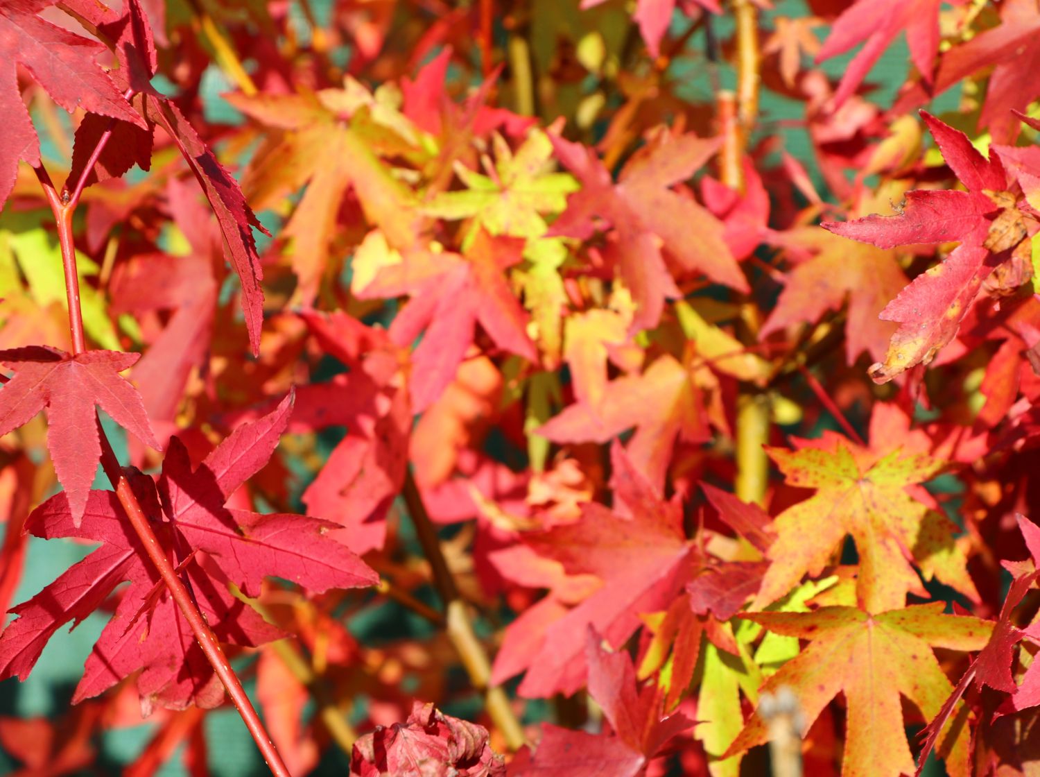 Amberbaum 'Gumball' Liquidambar styraciflua 'Gumball' Baumschule