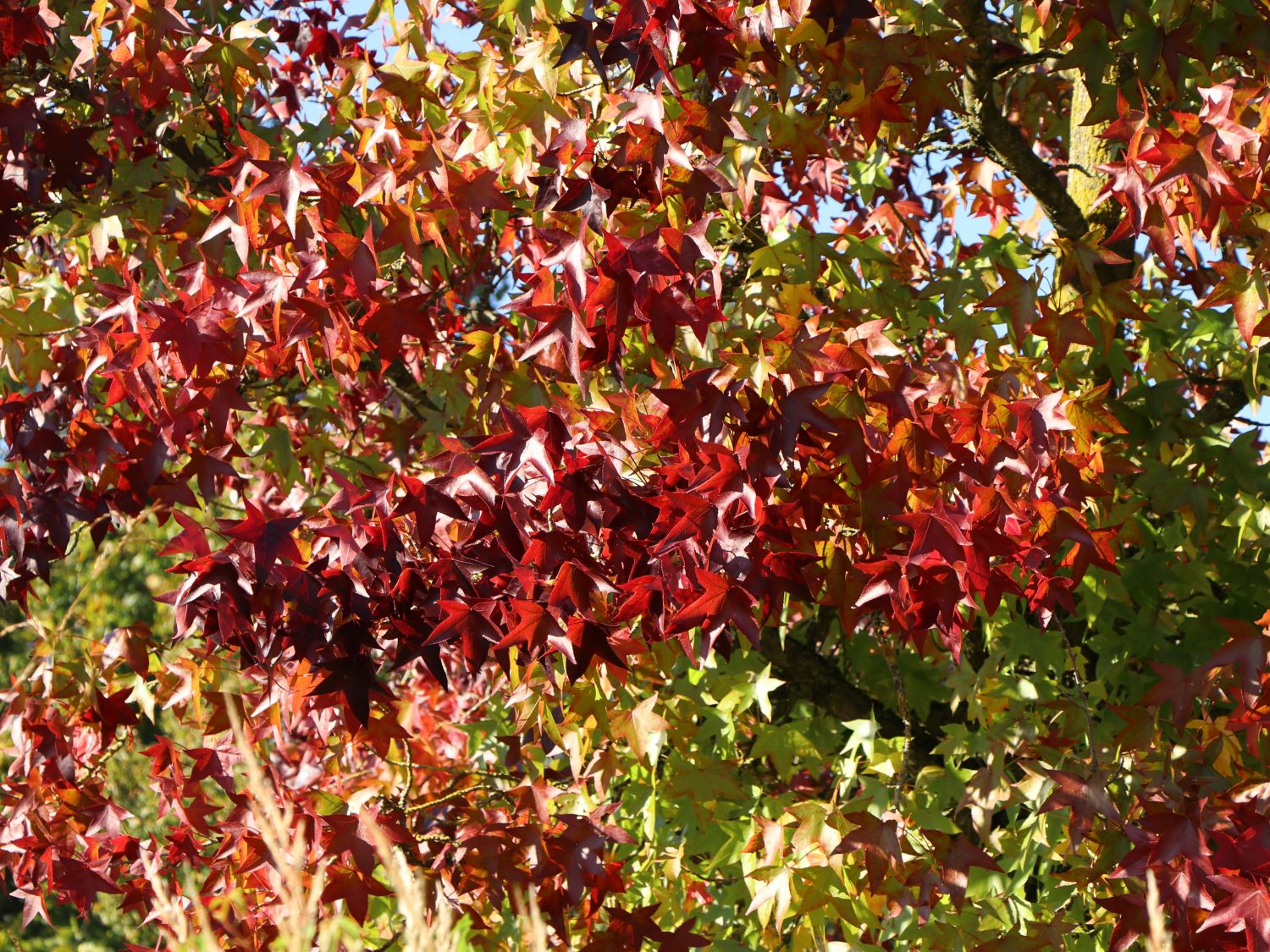 Amberbaum Liquidambar styraciflua Baumschule Horstmann