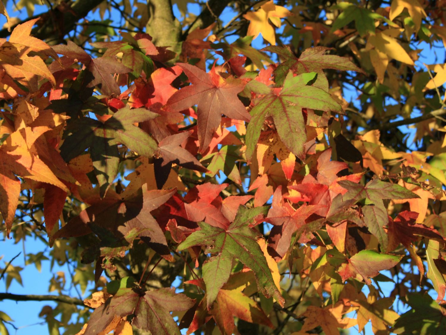 Altingiaceen (Altingiaceae)