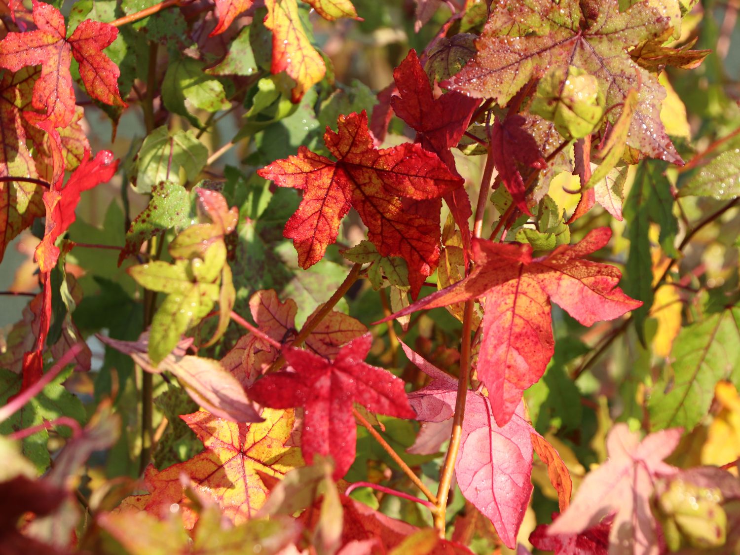 Amberbaum Liquidambar styraciflua Baumschule Horstmann
