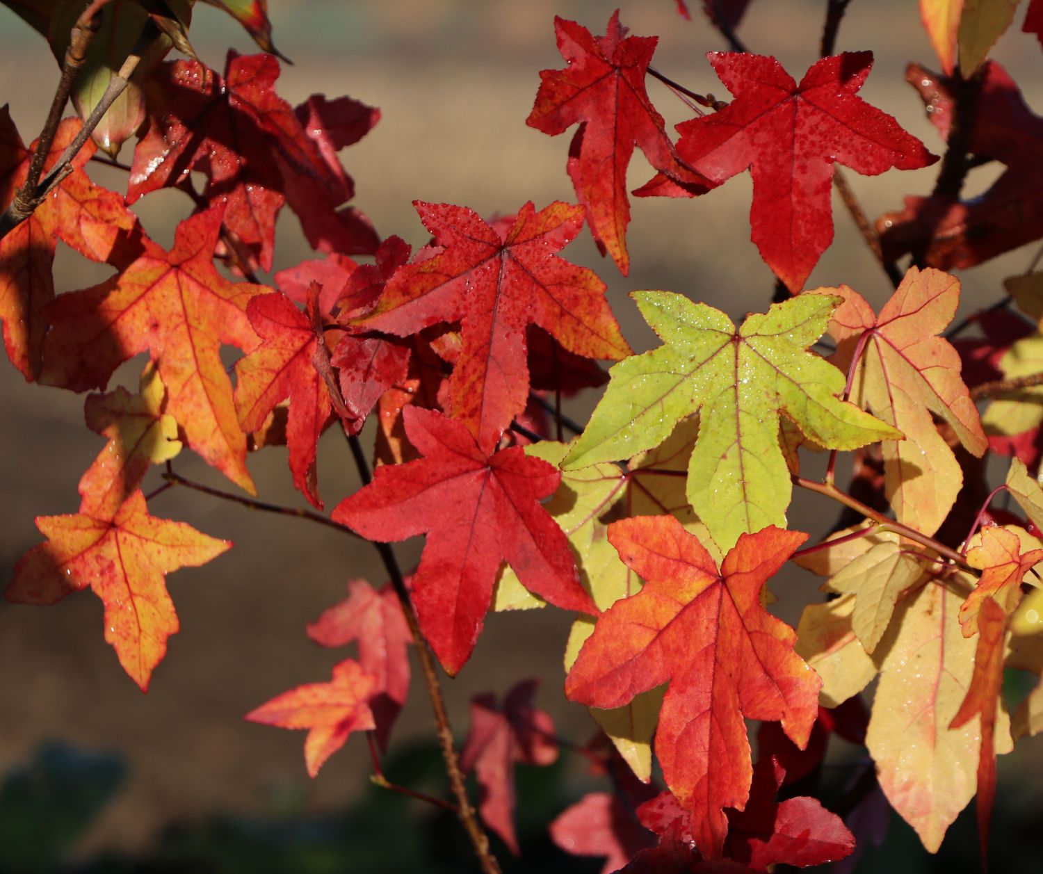 Amberbaum Liquidambar styraciflua Baumschule Horstmann