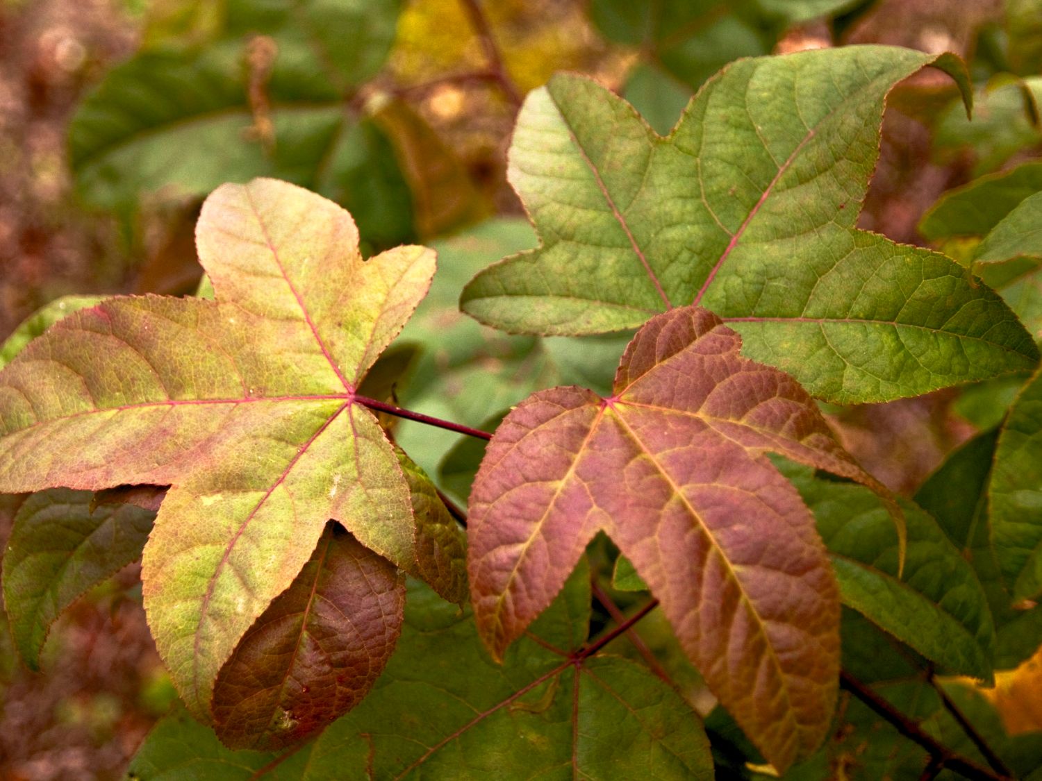 Amberbäume (Liquidambar)