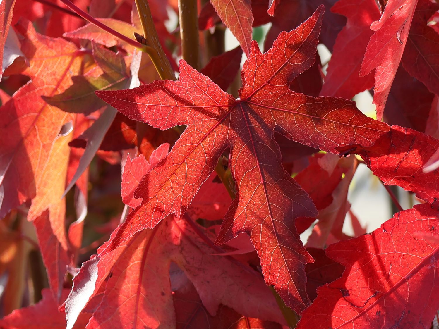 Amberbaum 'Oktoberglut' Liquidambar styraciflua 'Oktoberglut