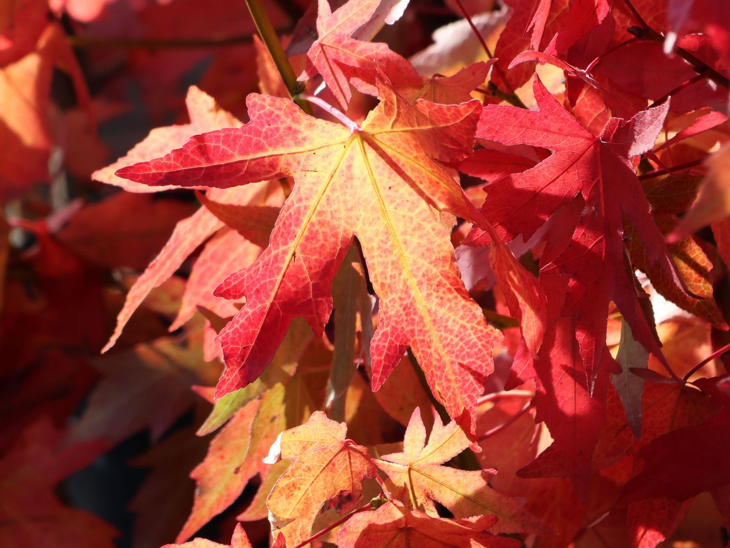 39+ Oktoberglut Amberbaum Kleinwüchsig, Der amberbaum 'oktoberglut'