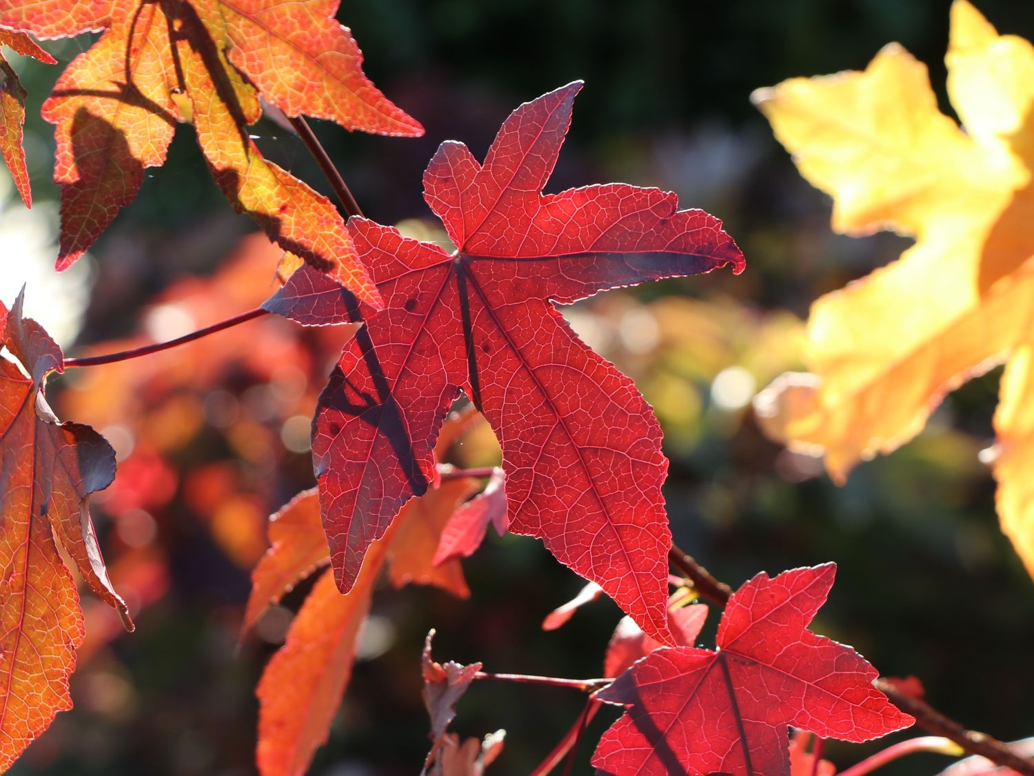 Amberbaum 'Oktoberglut' Liquidambar styraciflua 'Oktoberglut