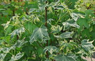 Amberbaum 'Variegata'