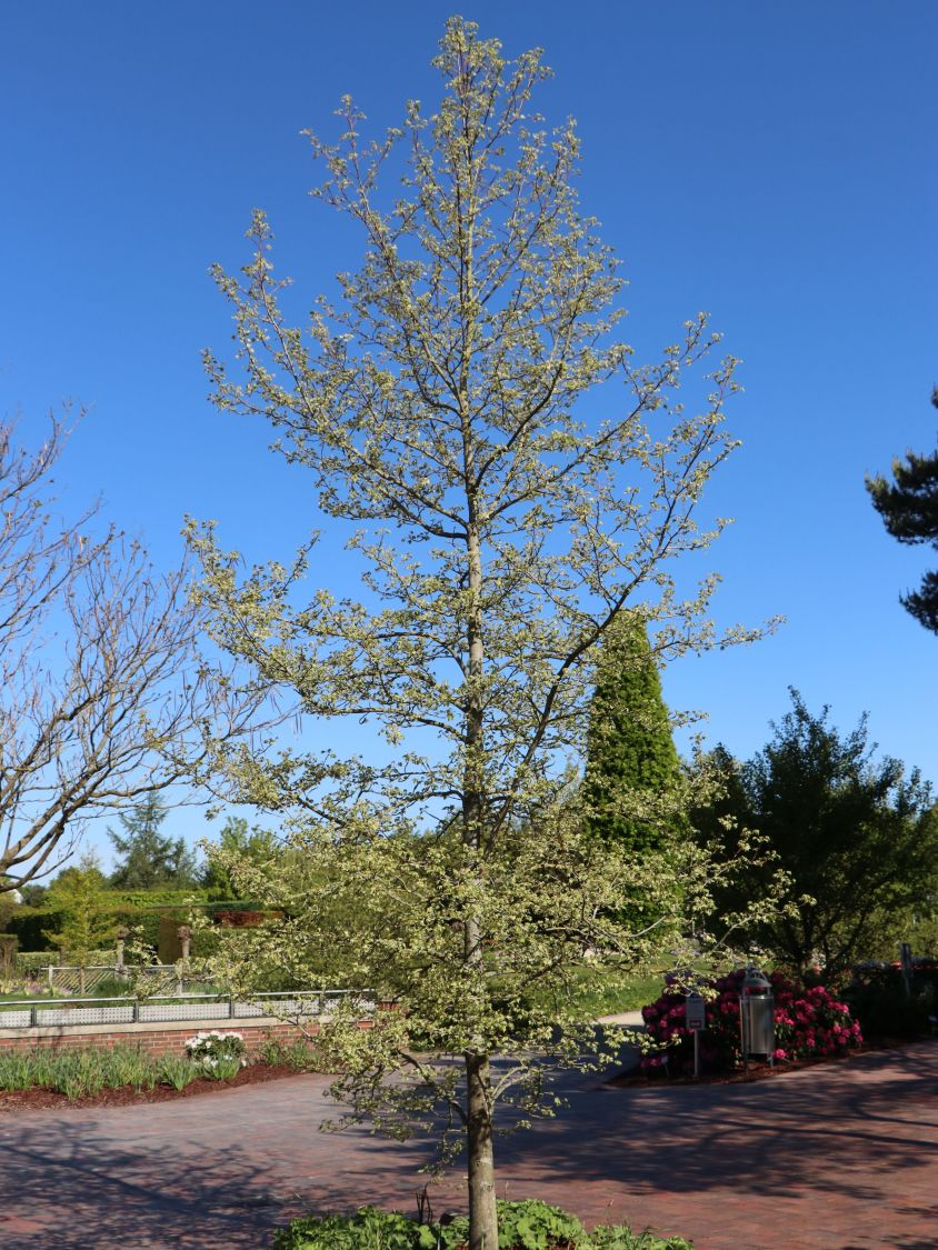 Amberbaum 'Variegata' Liquidambar styraciflua 'Variegata
