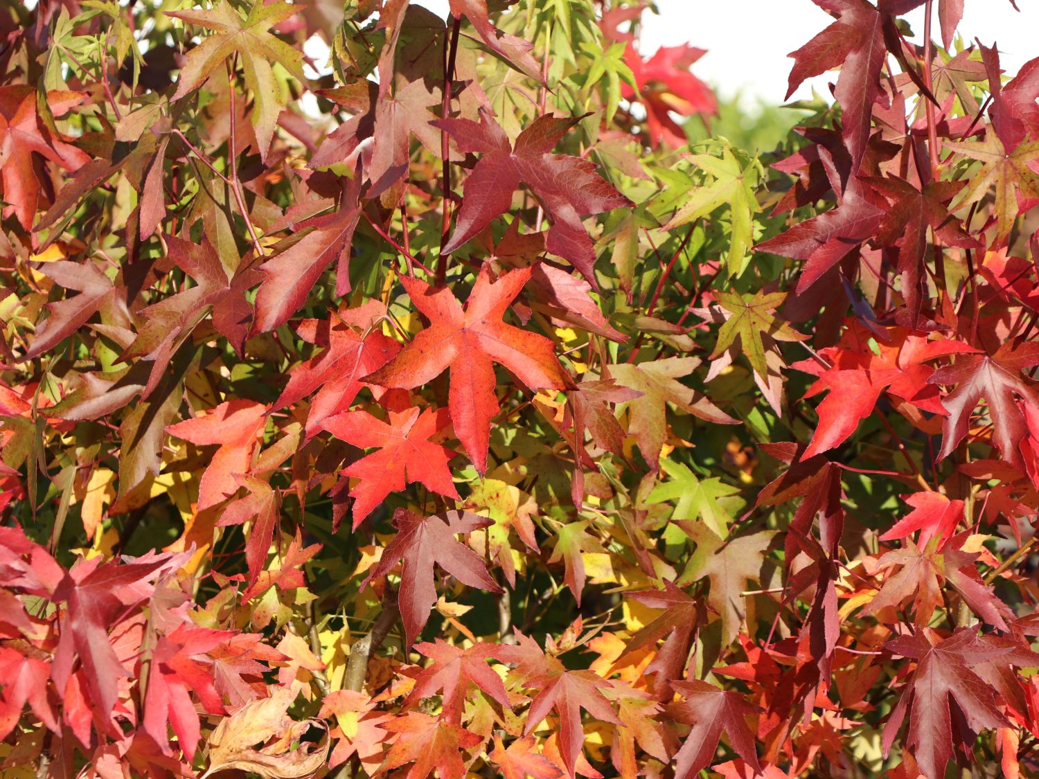 Amberbaum 'Worplesdon' Liquidambar styraciflua 'Worplesdon