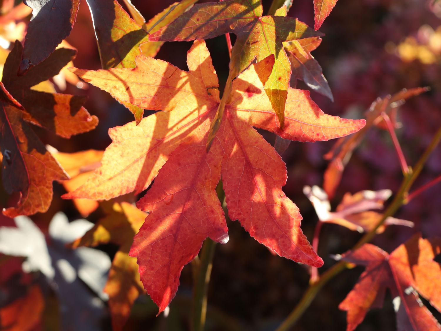 Amberbaum 'Worplesdon' Liquidambar styraciflua 'Worplesdon