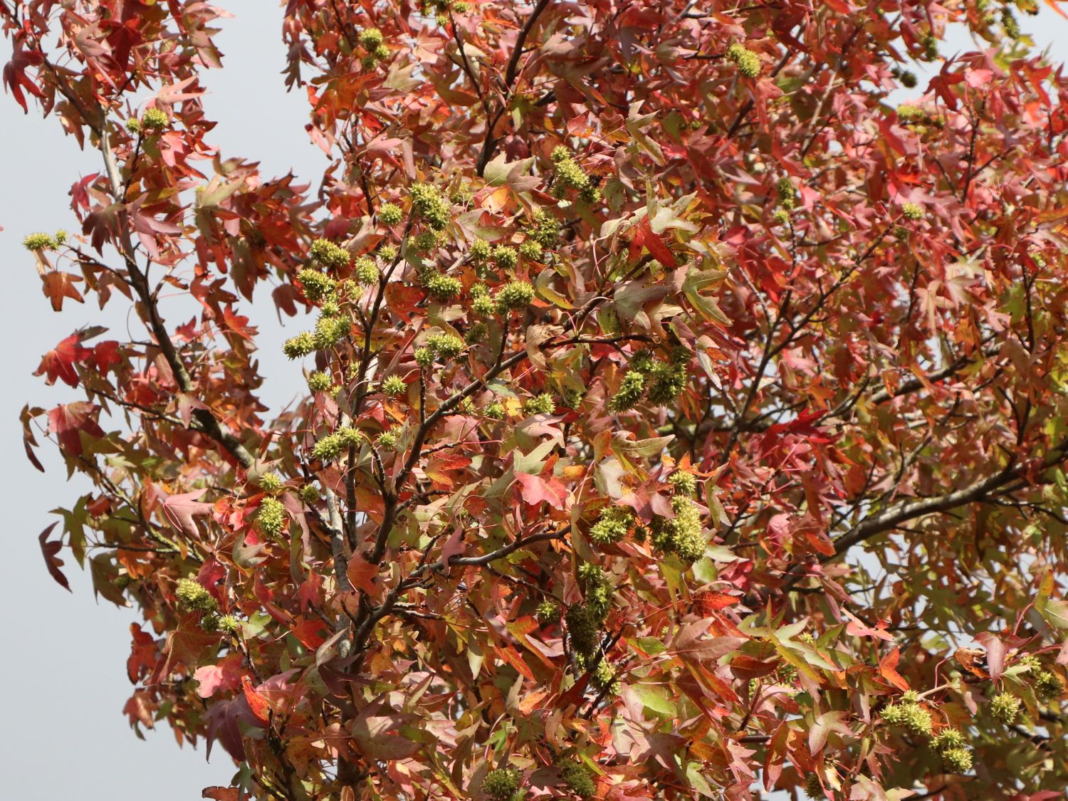 Amberbaum 'Worplesdon' Liquidambar styraciflua 'Worplesdon