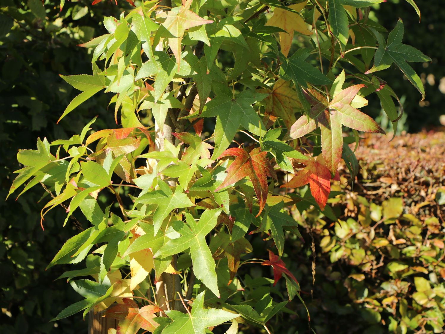 Amerikanische Amberbaum 'Slender Silhouette' Liquidambar styraciflua