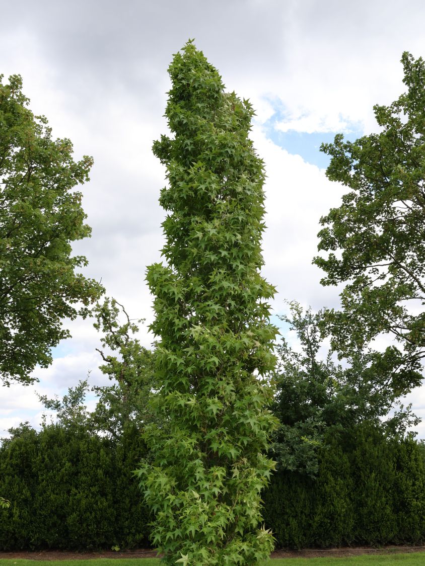 Amerikanische Amberbaum 'Slender Silhouette' Liquidambar styraciflua