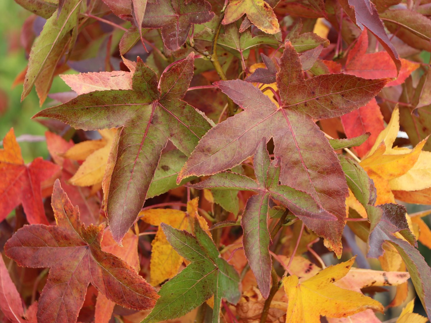 Amerikanische Amberbaum 'Slender Silhouette' Liquidambar styraciflua