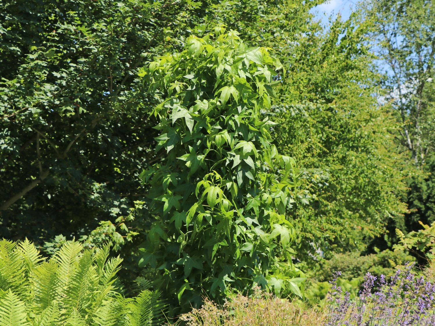 Amerikanische Amberbaum 'Slender Silhouette' Liquidambar styraciflua