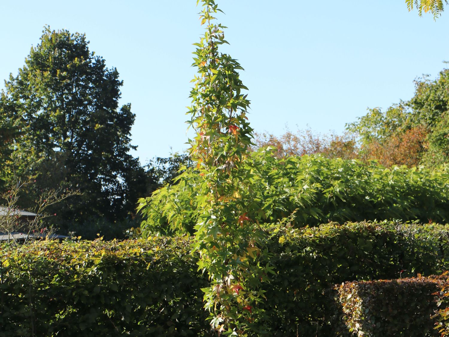 Amerikanische Amberbaum 'Slender Silhouette' Liquidambar styraciflua
