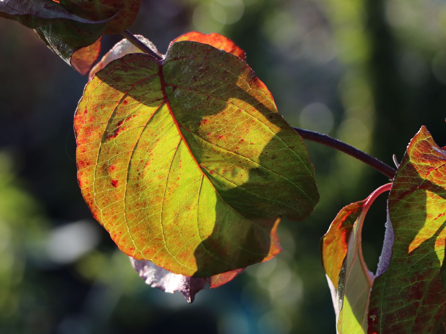 Amerikanischer Blumen-Hartriegel 'Willy's New Red' - Cornus florida 'Willy's New Red'