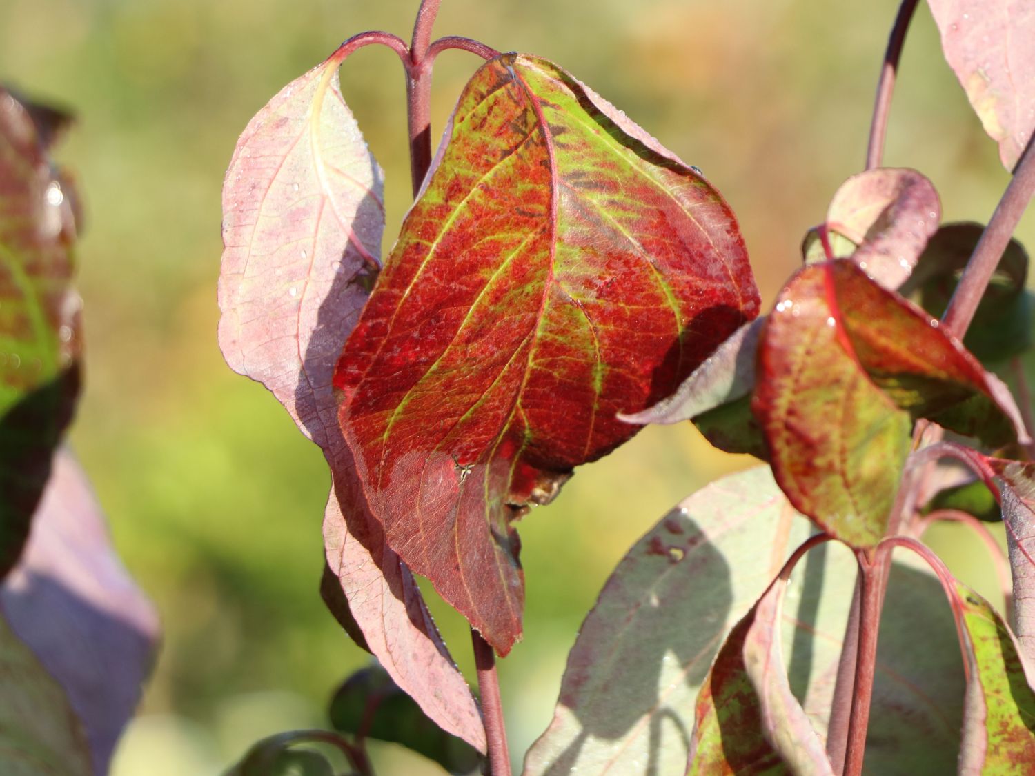 Amerikanischer Blumen-Hartriegel 'Willy's New Red' - Cornus florida 'Willy's New Red'