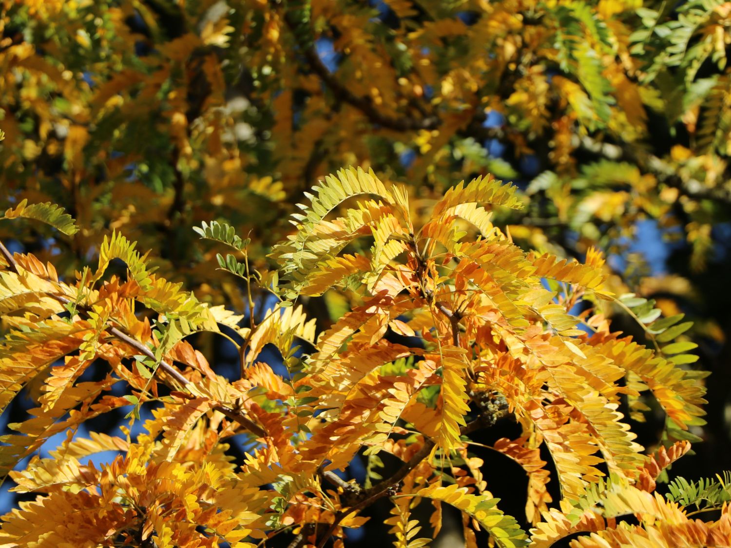 Gleditschien (Gleditsia)