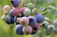 Amerikanische Heidelbeere Lowberry ® 'Little Blue Wonder' ®