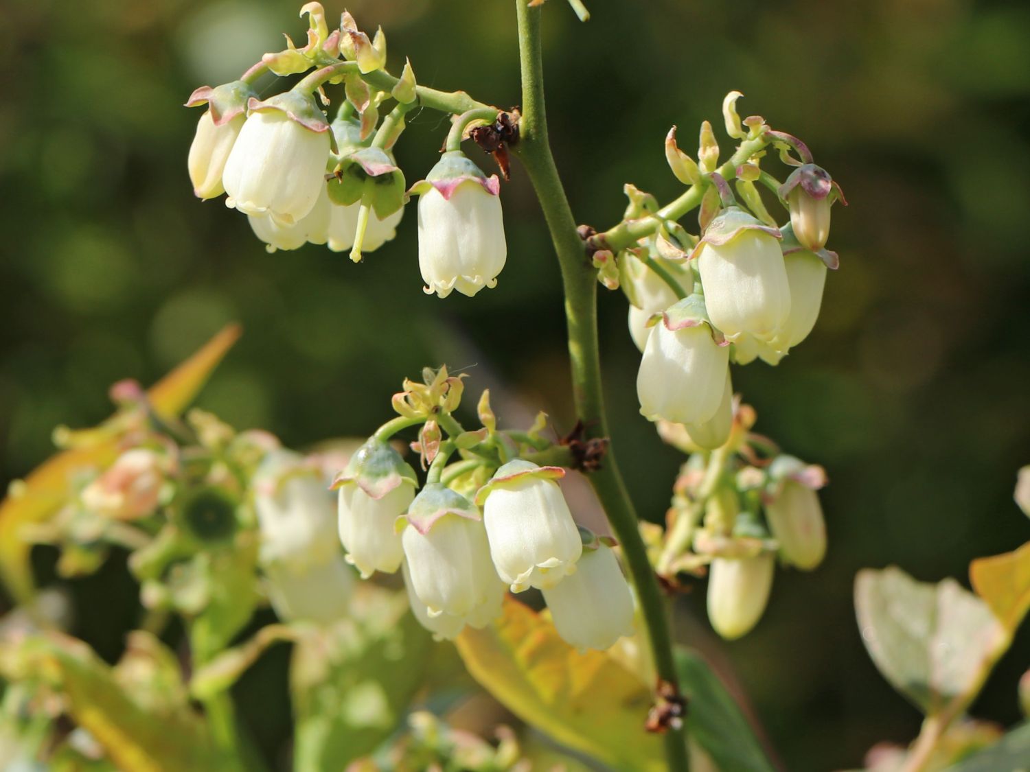 Amerikanische Heidelbeere Lowberry ® 'Little Blue Wonder' ® - Vaccinium corymbosum Lowberry ® 'Little Blue Wonder' ®