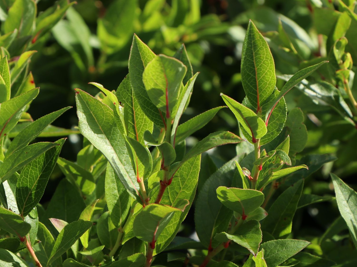 Amerikanische Heidelbeere Lowberry ® 'Little Blue Wonder' ® - Vaccinium corymbosum Lowberry ® 'Little Blue Wonder' ®