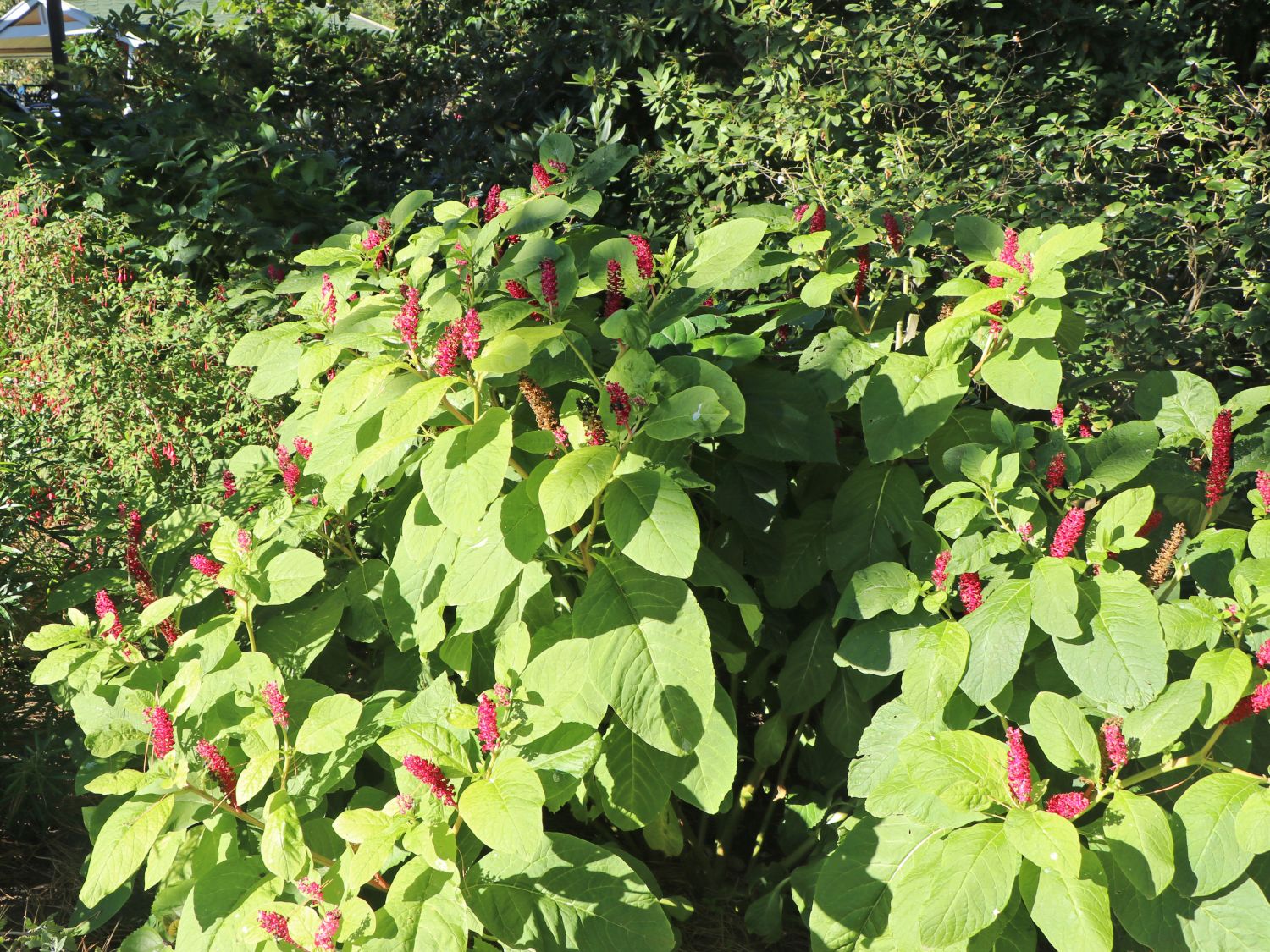 Kermesbeerengewächse (Phytolaccaceae)