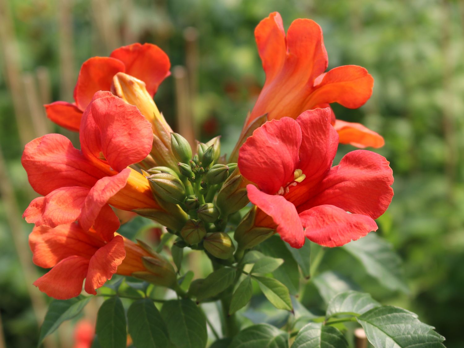 Amerikanische Klettertrompete SUMMER JAZZ ®  'Fire Trumpet'