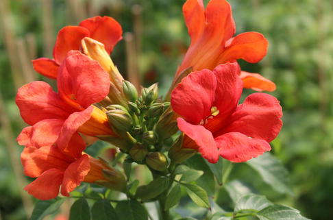 Amerikanische Klettertrompete SUMMER JAZZ ® 'Fire Trumpet' - Campsis x tagliabuana SUMMER JAZZ ® 'Fire Trumpet'