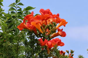 Amerikanische Klettertrompete 'Stromboli'