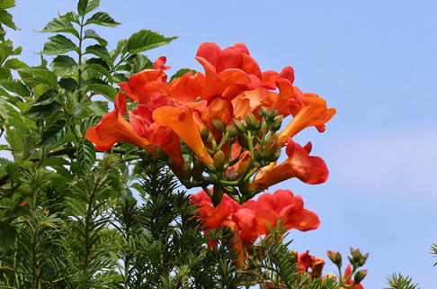 Amerikanische Klettertrompete 'Stromboli' - Campsis radicans 'Stromboli'