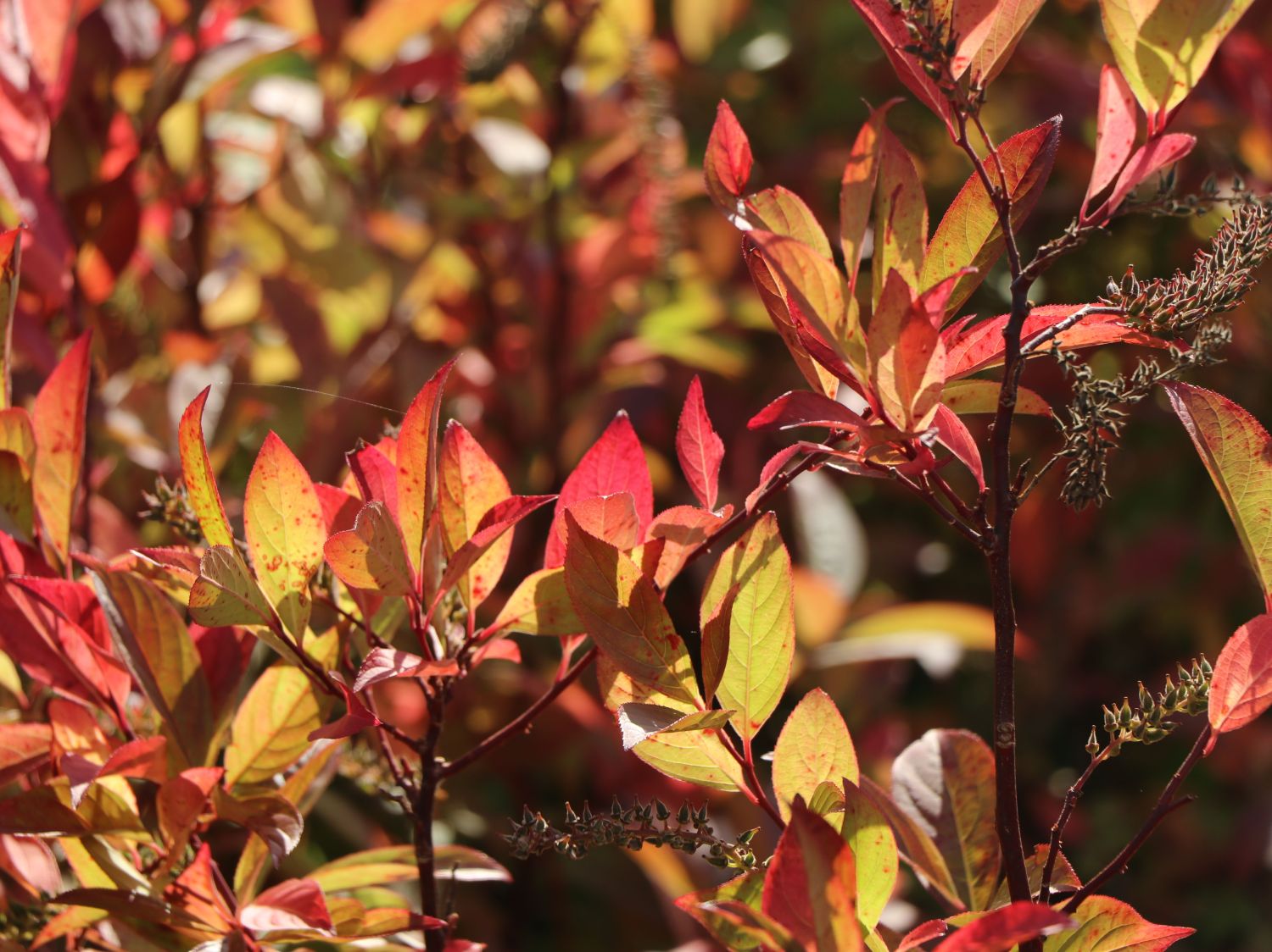 Amerikanische Rosmarinweide 'Little Henry'