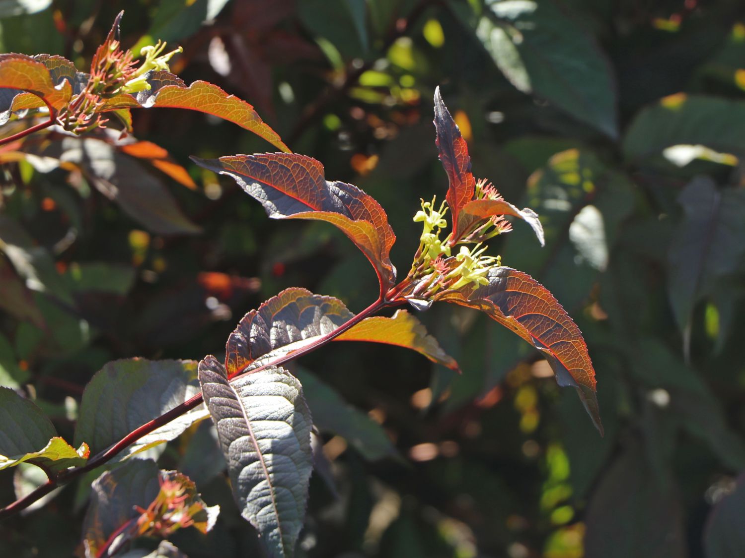 Amerikanische Weigelie 'Diva' ® - Diervilla x splendens 'Diva' ®