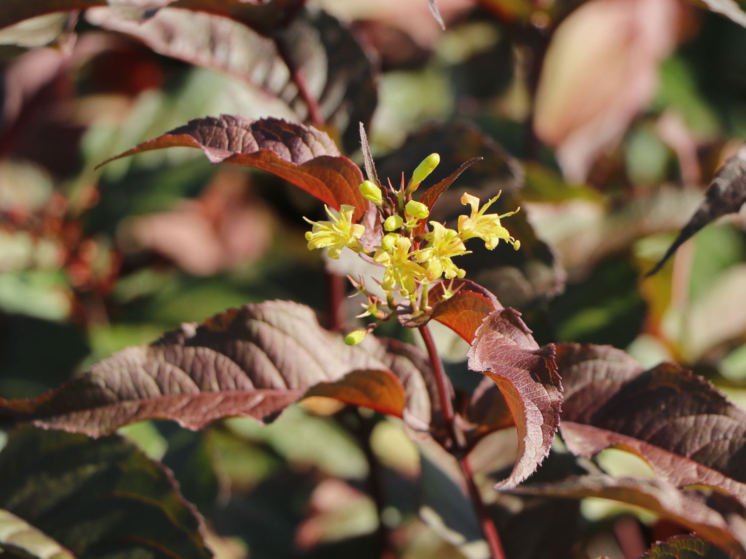 Amerikanische Weigelie 'Diva' ® Diervilla splendens 'Diva