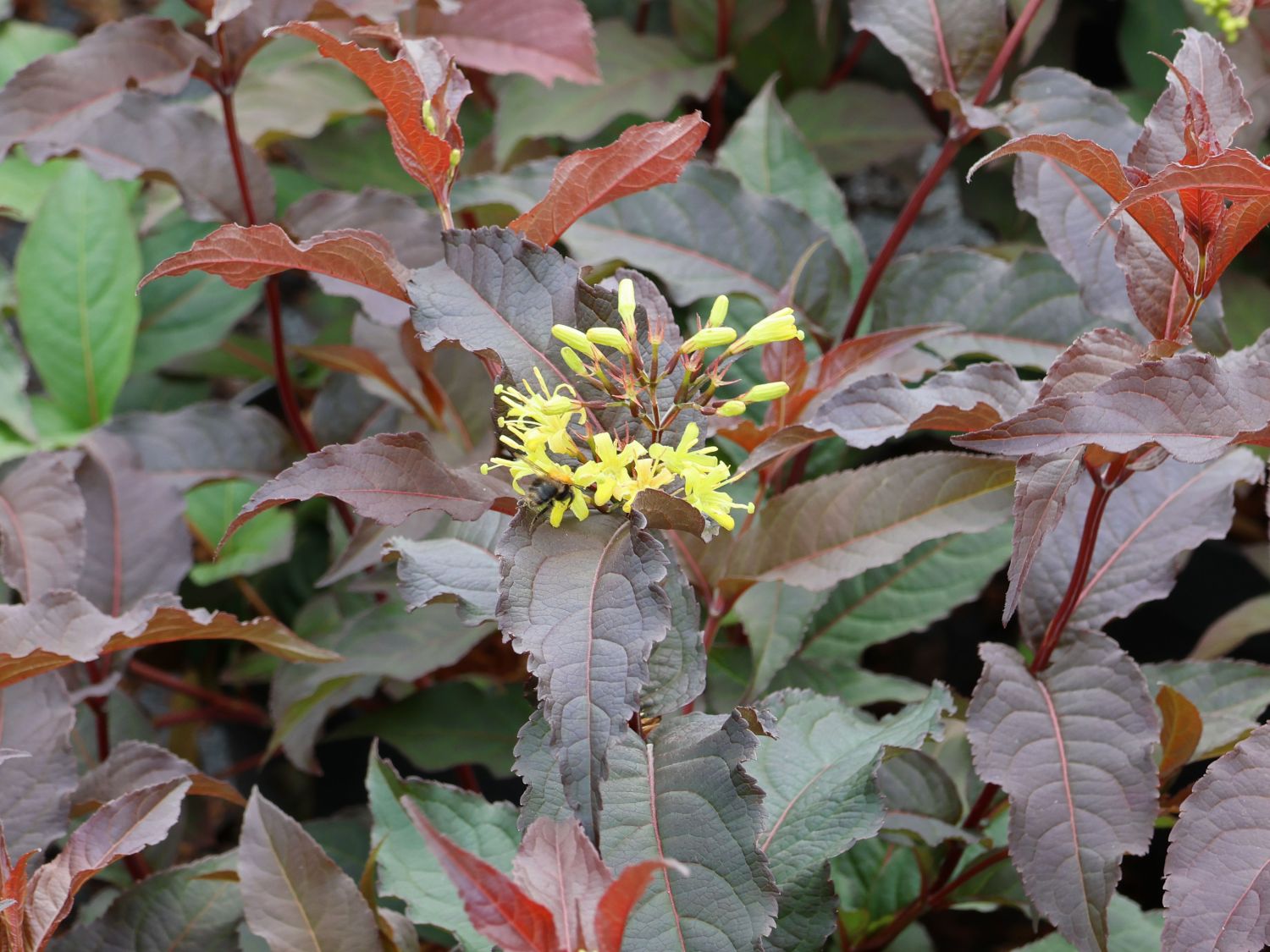 Amerikanische Weigelie 'Diva' ® - Diervilla x splendens 'Diva' ®