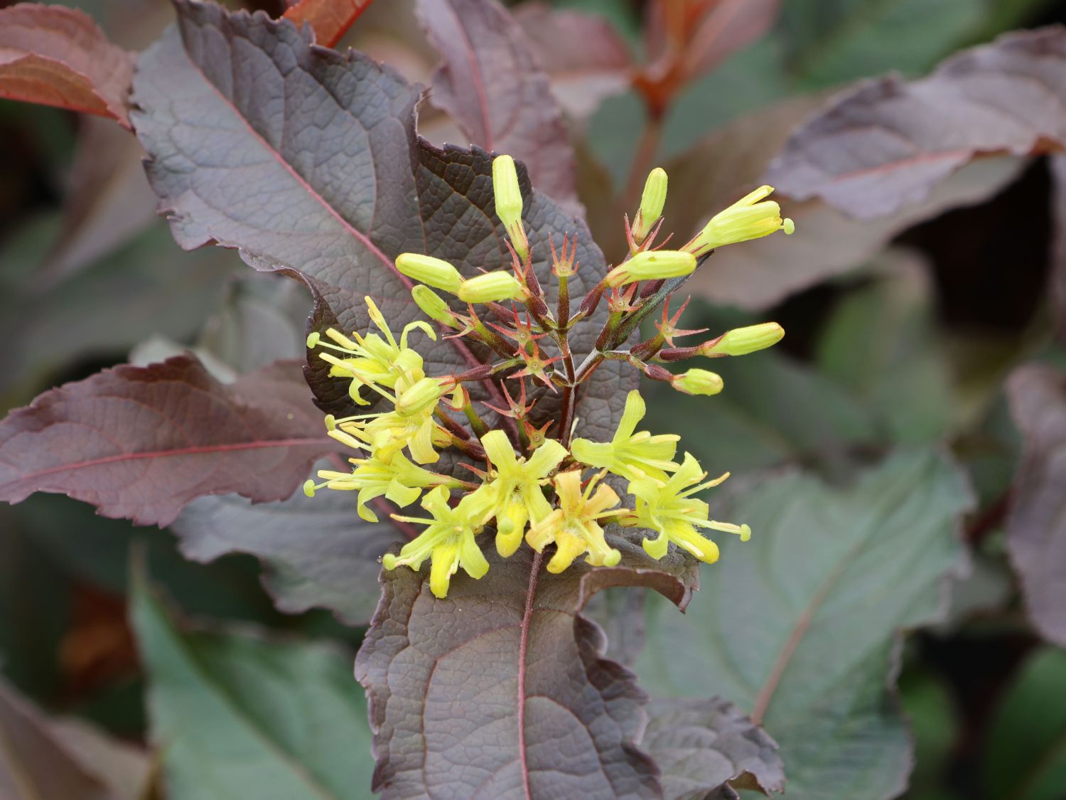 Amerikanische Weigelie 'Diva' ® - Diervilla x splendens 'Diva' ®