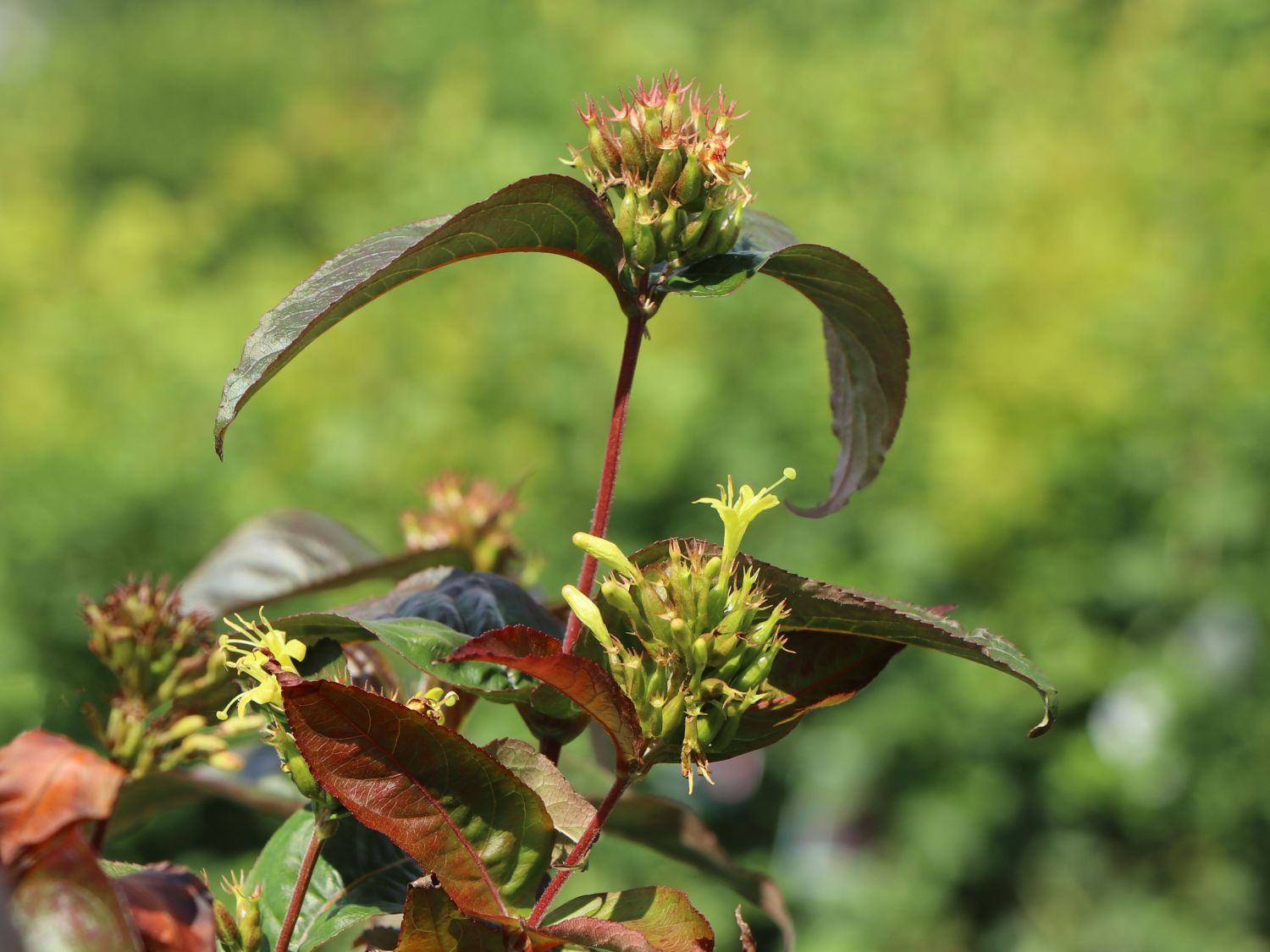 Amerikanische Weigelie PROVEN WINNERS ® 'Kodiak ® Black' - Diervilla rivularis PROVEN WINNERS ® 'Kodiak ® Black'