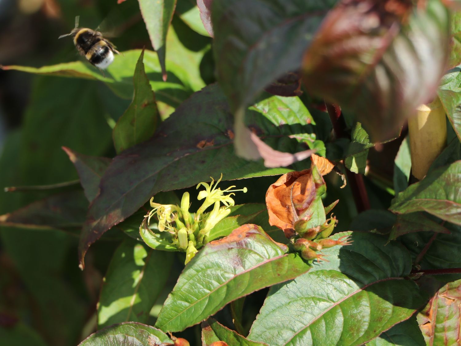 Amerikanische Weigelie PROVEN WINNERS ® 'Kodiak ® Black' Diervilla