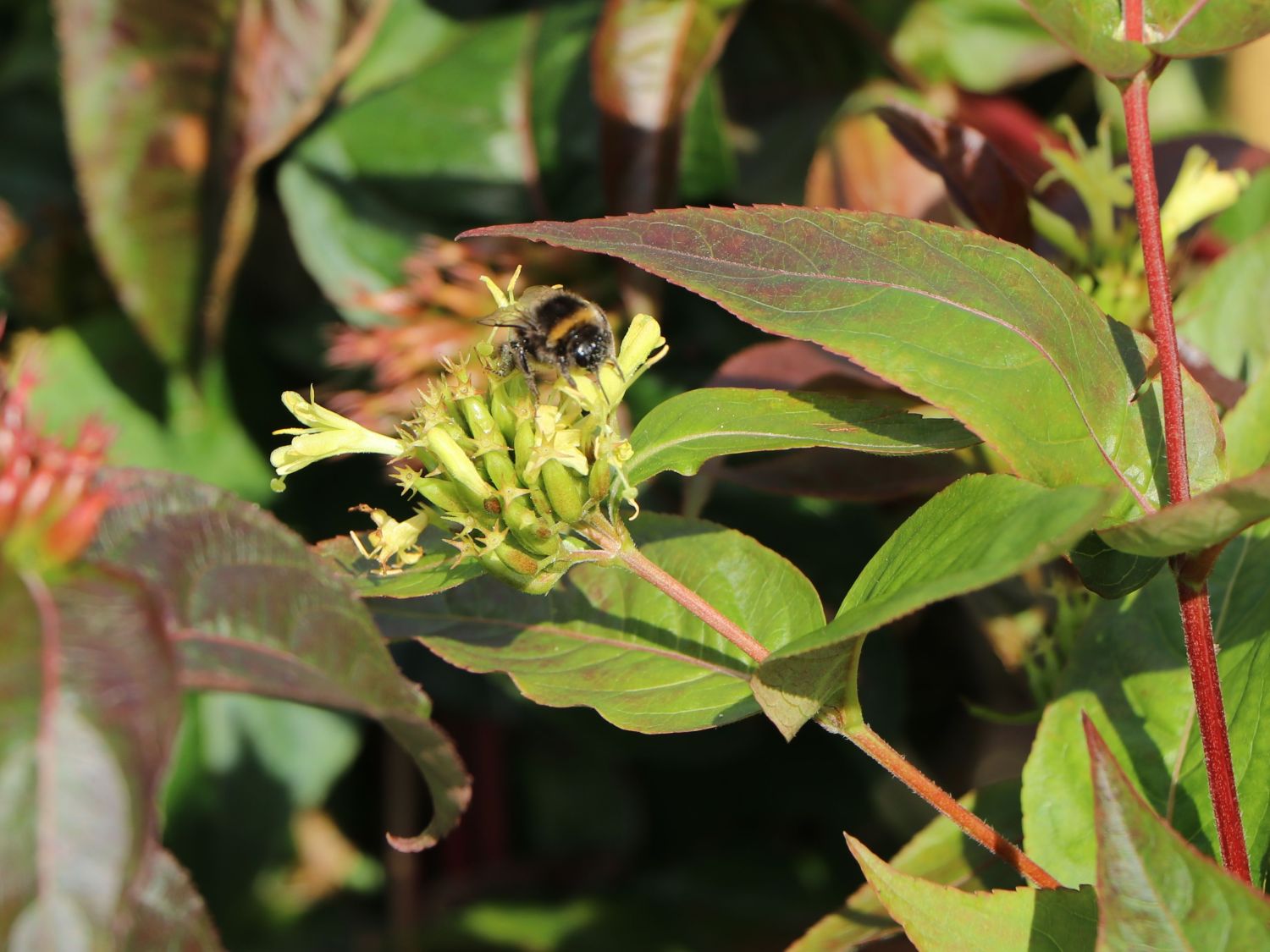 Amerikanische Weigelie PROVEN WINNERS ® 'Kodiak ® Black' Diervilla