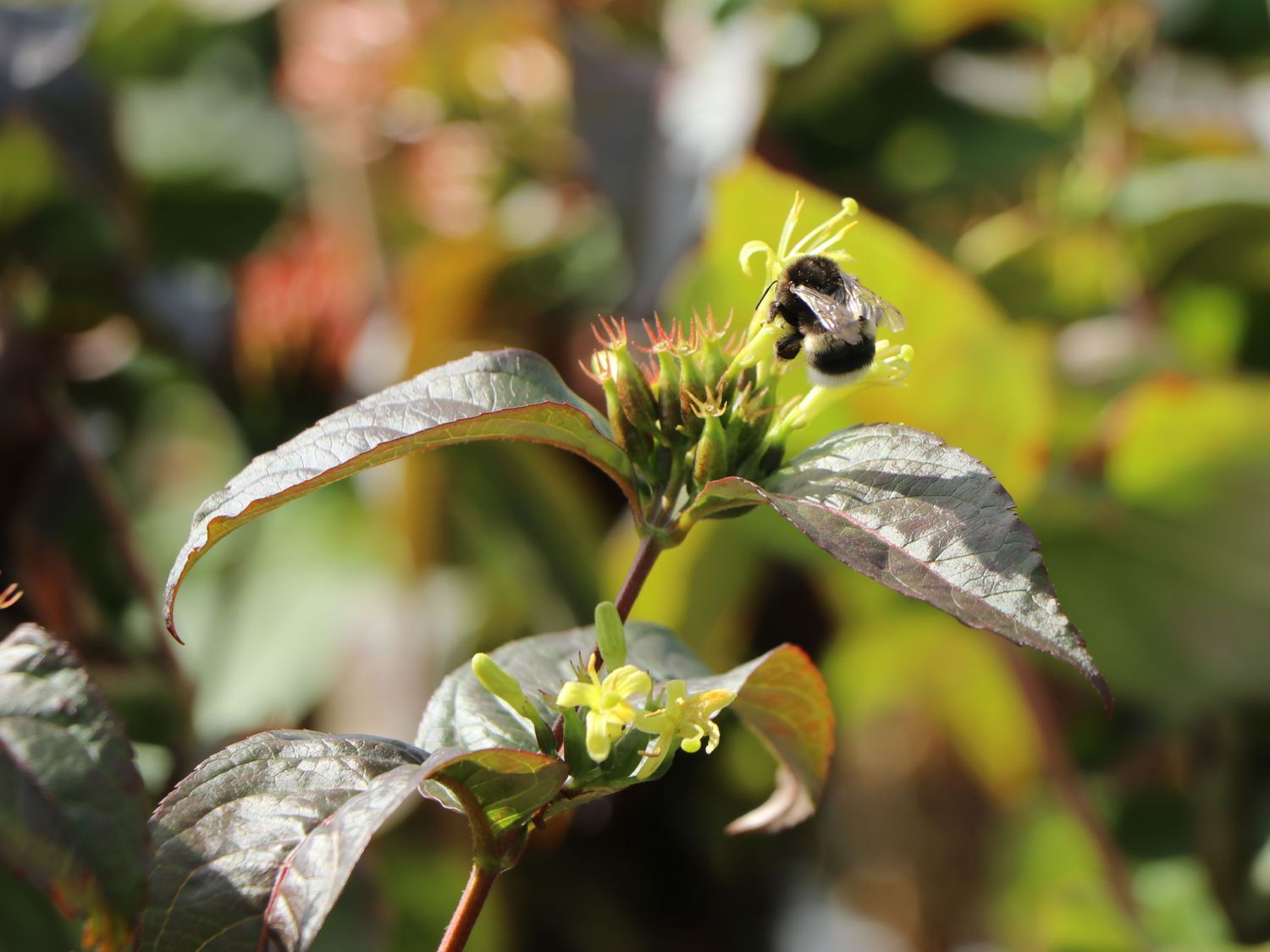 Amerikanische Weigelie PROVEN WINNERS ® 'Kodiak ® Black' - Diervilla rivularis PROVEN WINNERS ® 'Kodiak ® Black'