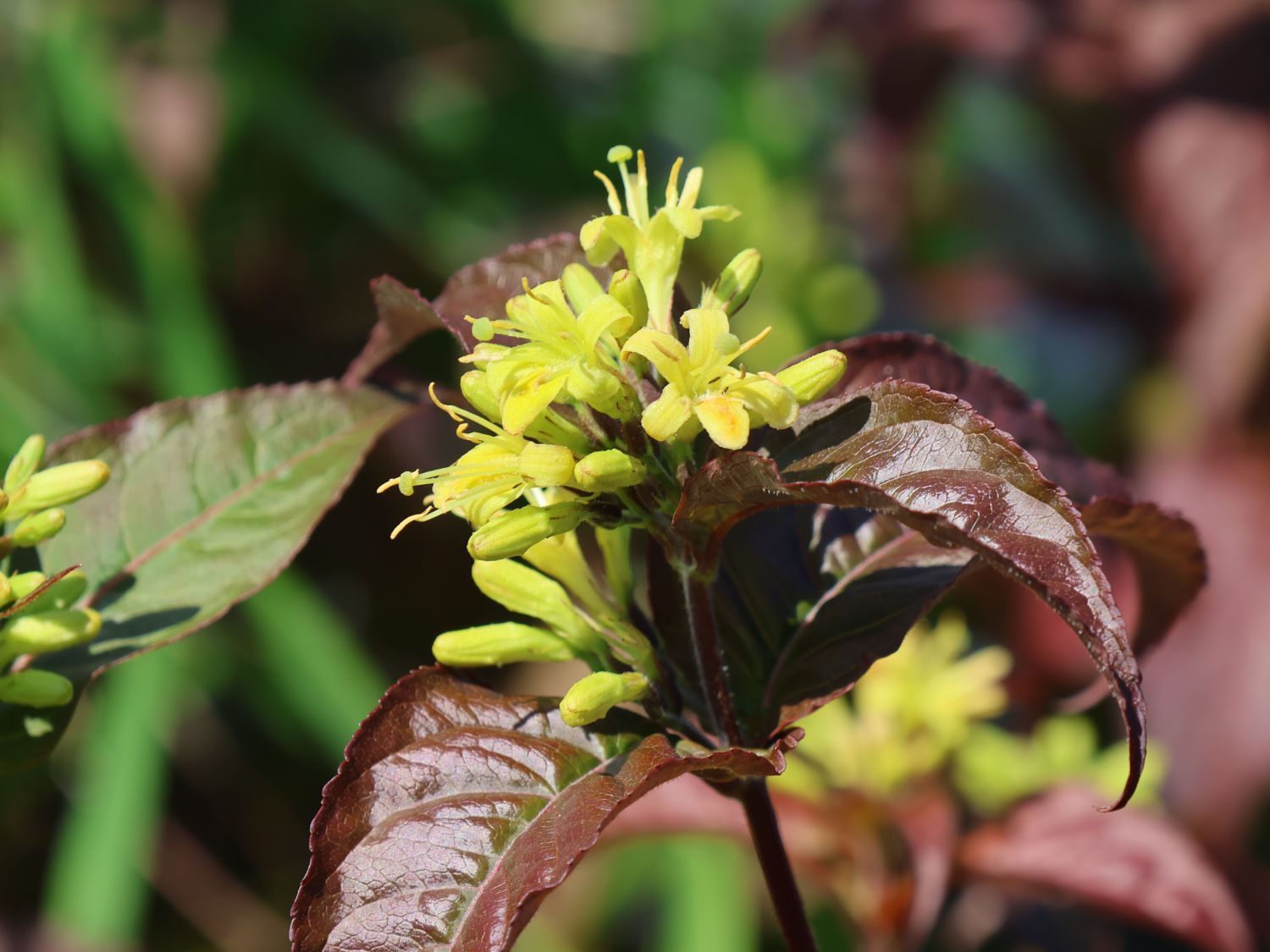 Amerikanische Weigelie PROVEN WINNERS ® 'Kodiak ® Black' - Diervilla rivularis PROVEN WINNERS ® 'Kodiak ® Black'