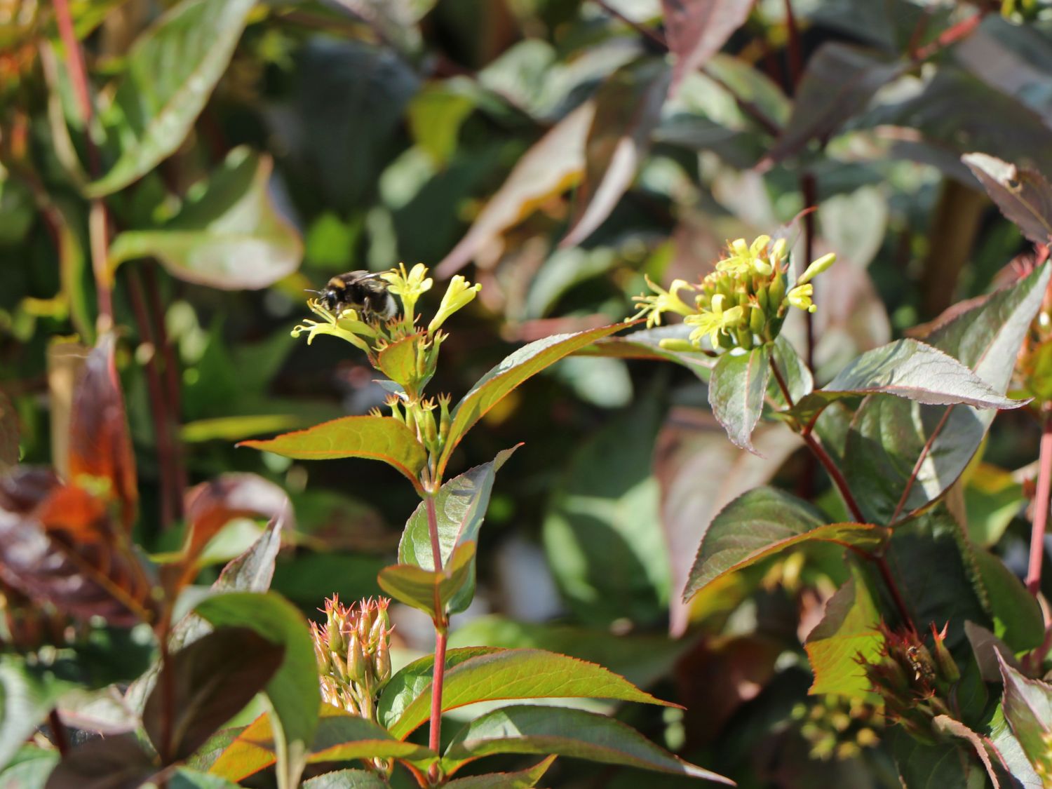 Amerikanische Weigelie PROVEN WINNERS ® 'Kodiak ® Black' - Diervilla rivularis PROVEN WINNERS ® 'Kodiak ® Black'