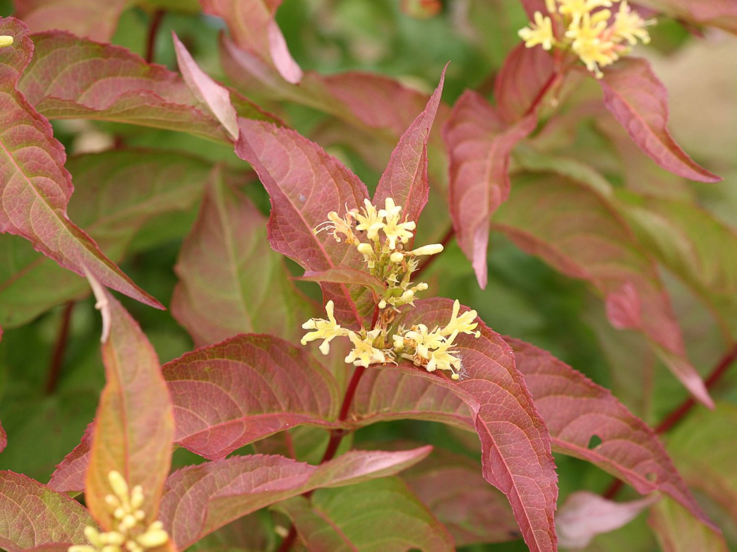 Amerikanische Weigelie PROVEN WINNERS ® 'Kodiak ® Orange'