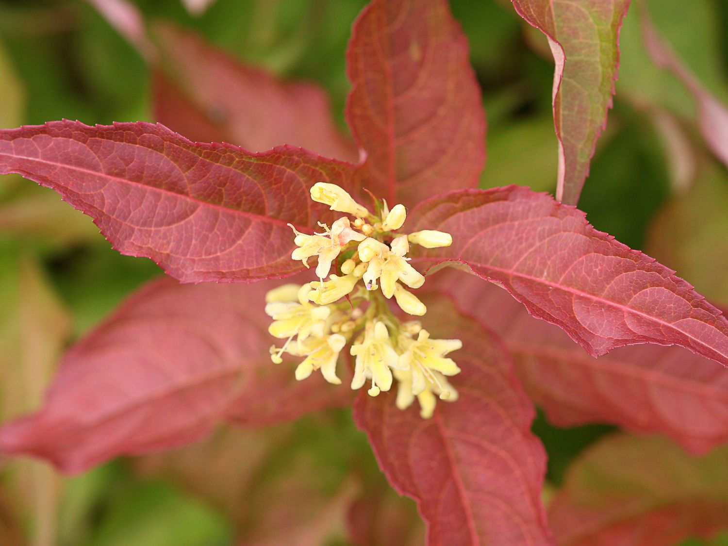 Amerikanische Weigelie PROVEN WINNERS ® 'Kodiak ® Orange' - Diervilla x splendens PROVEN WINNERS ® 'Kodiak ® Orange'