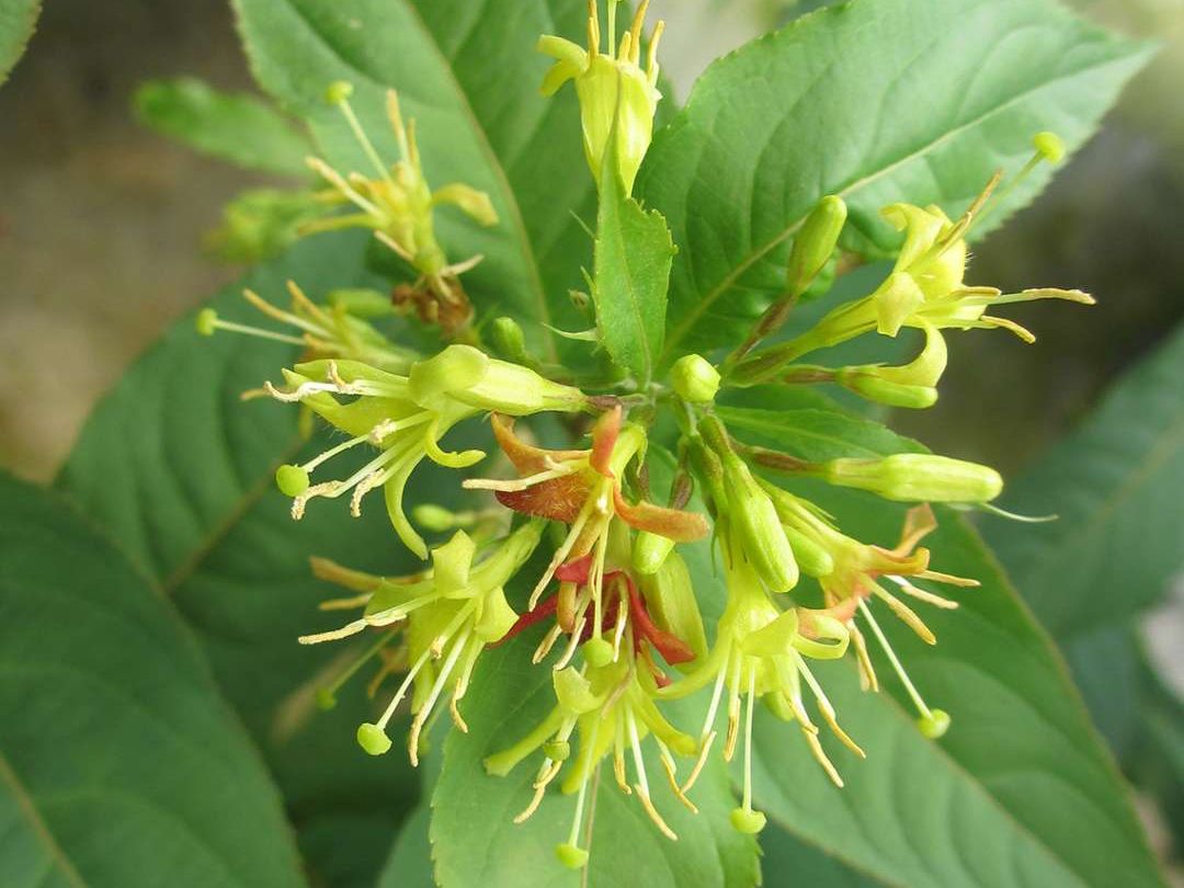 Amerikanische Weigelie PROVEN WINNERS ® 'Kodiak ® Red'