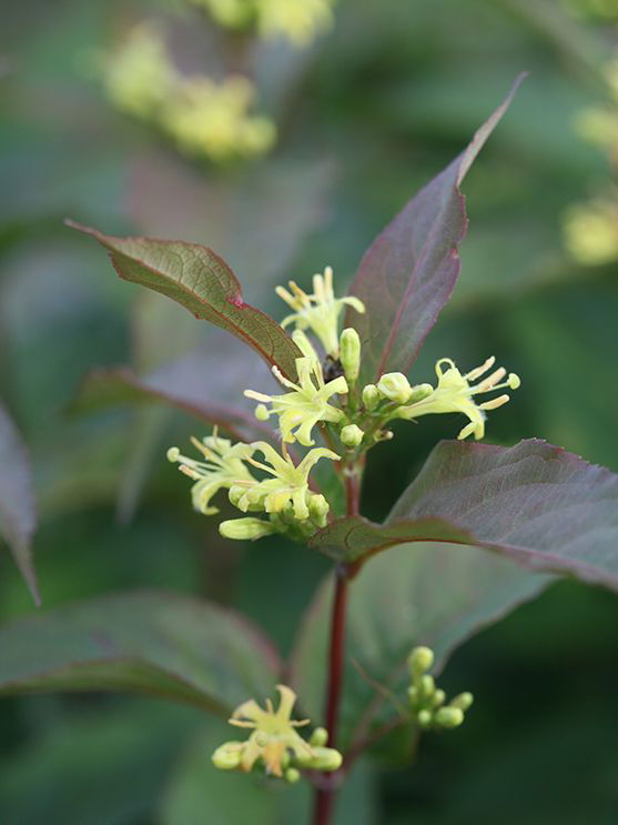 Amerikanische Weigelie PROVEN WINNERS ® 'Kodiak ® Red' - Diervilla x splendens PROVEN WINNERS ® 'Kodiak ® Red'